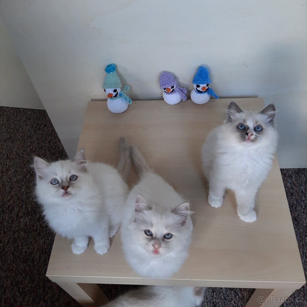 Prodám koťátka Ragdoll bez PP - 2