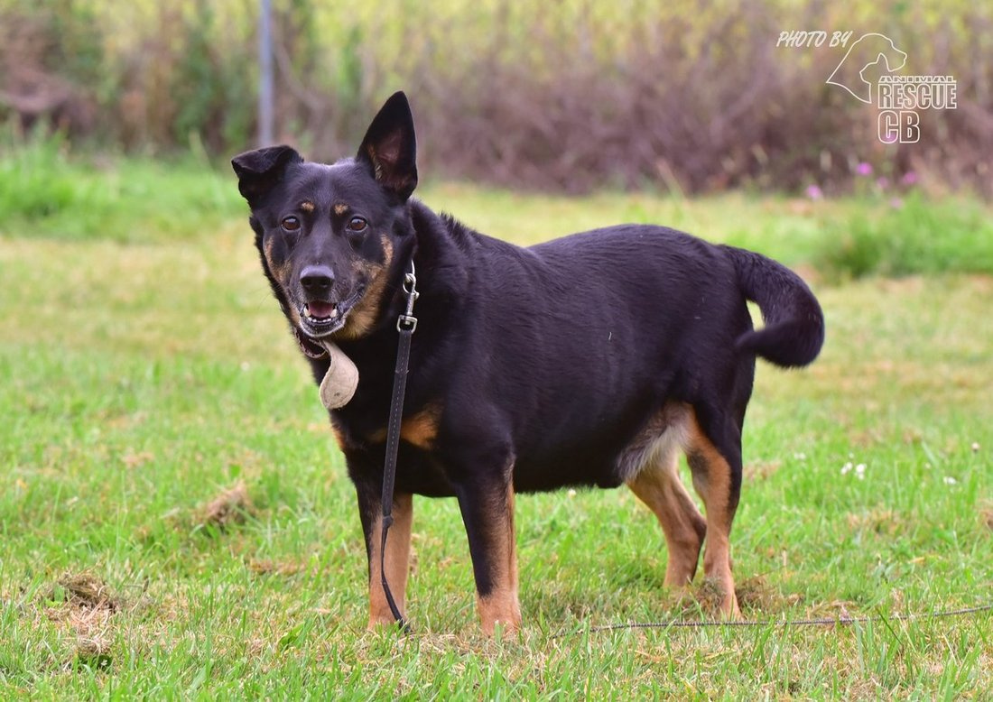 Darujeme nalezeného křížence - 2