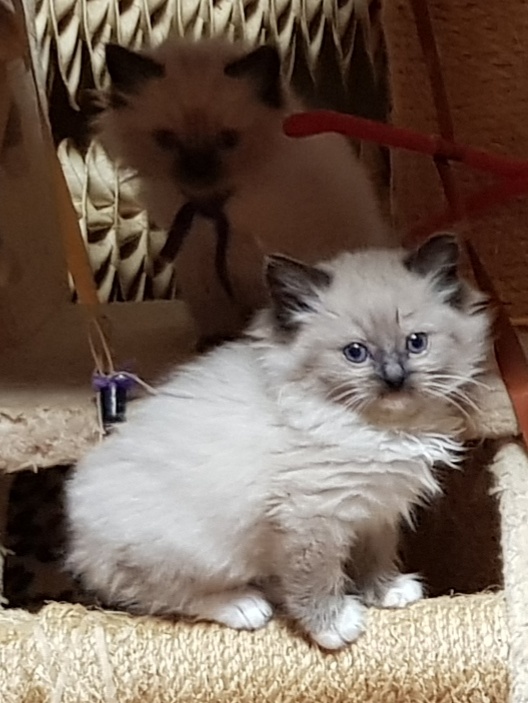 Rezervace ragdoll - 2