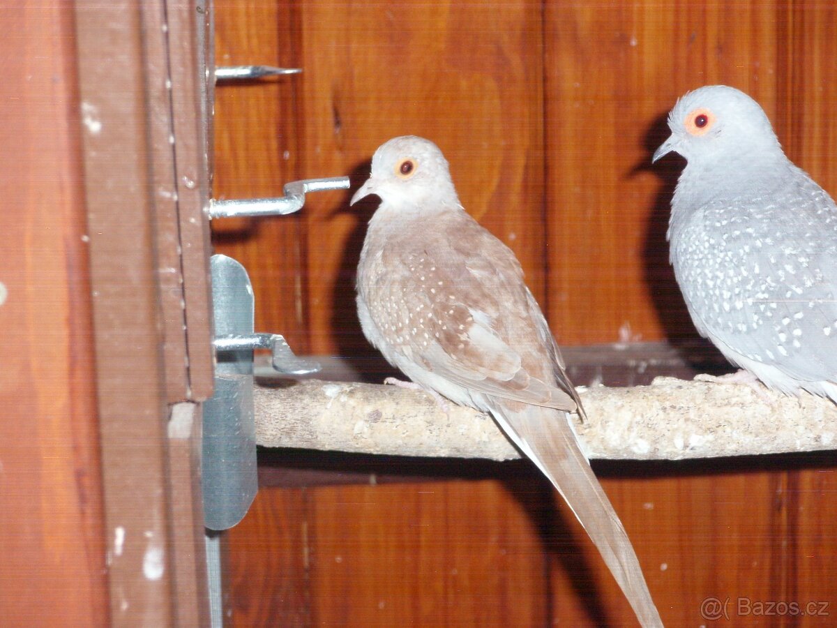 Holoubek diamantový - 2