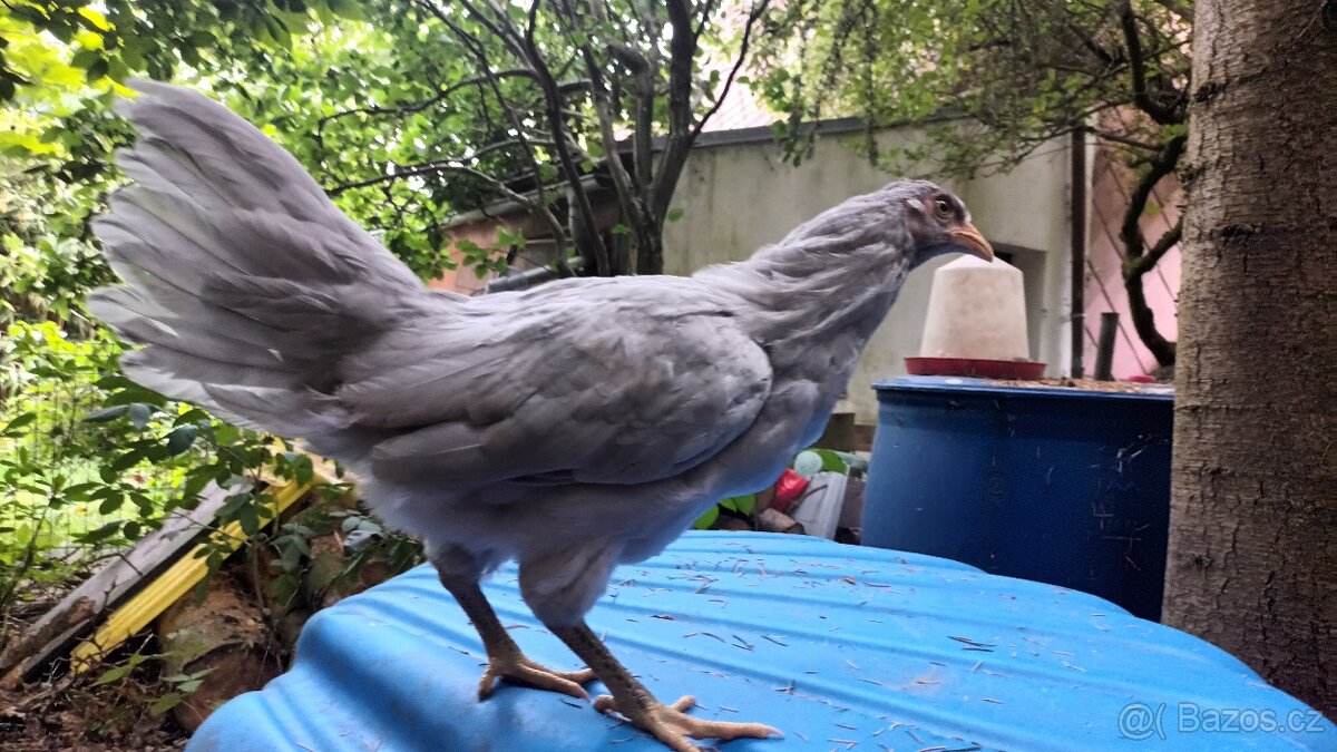 Araukana Lavender - 2