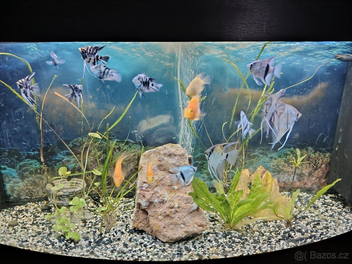 JUWEL 300L + Malawi 400L - 2