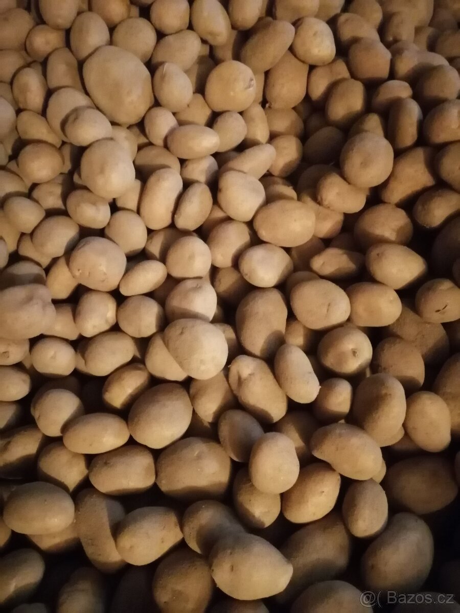 Prodám brambory na uskladnění - 2