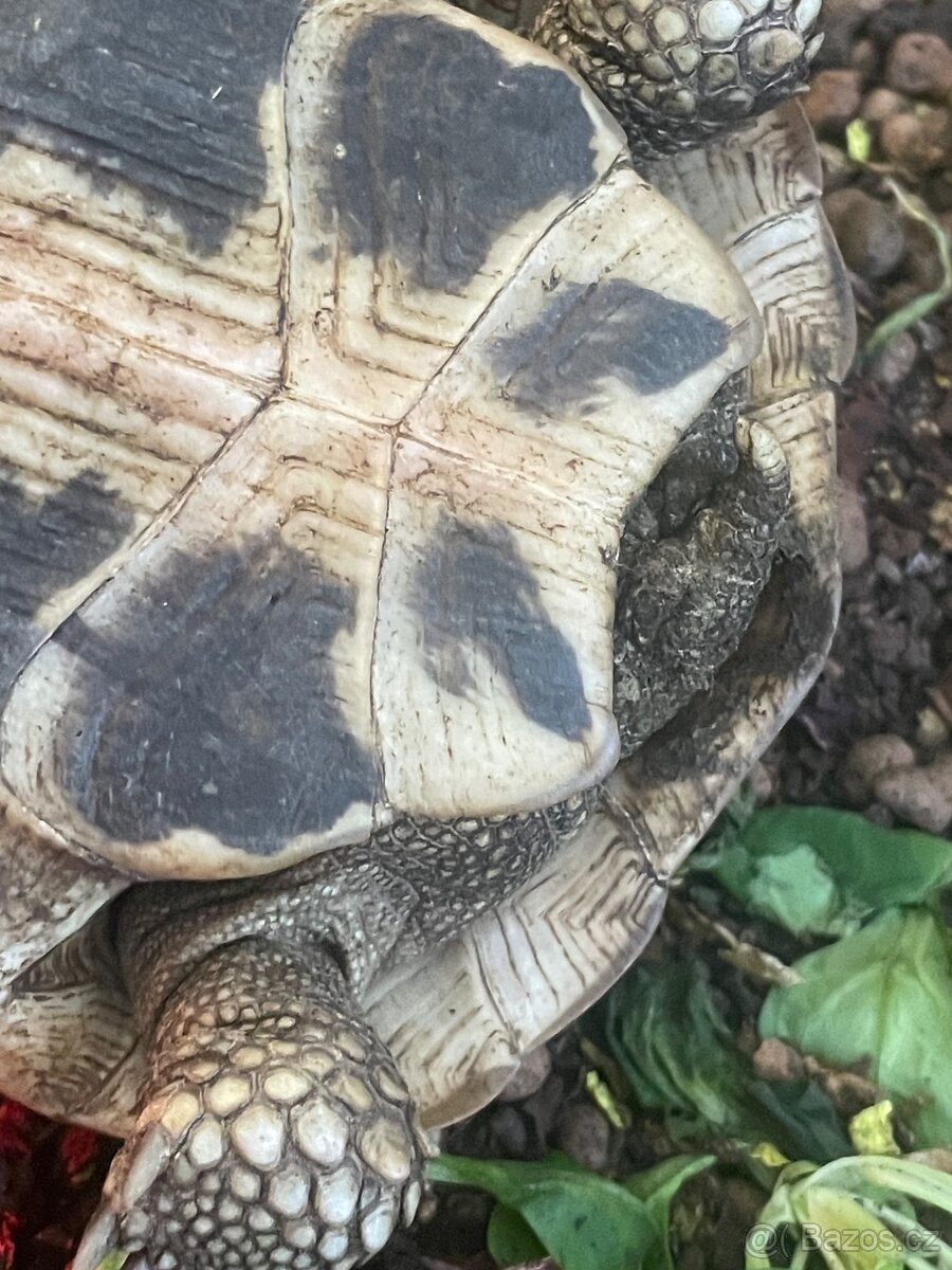 Suchozemská želva - 2