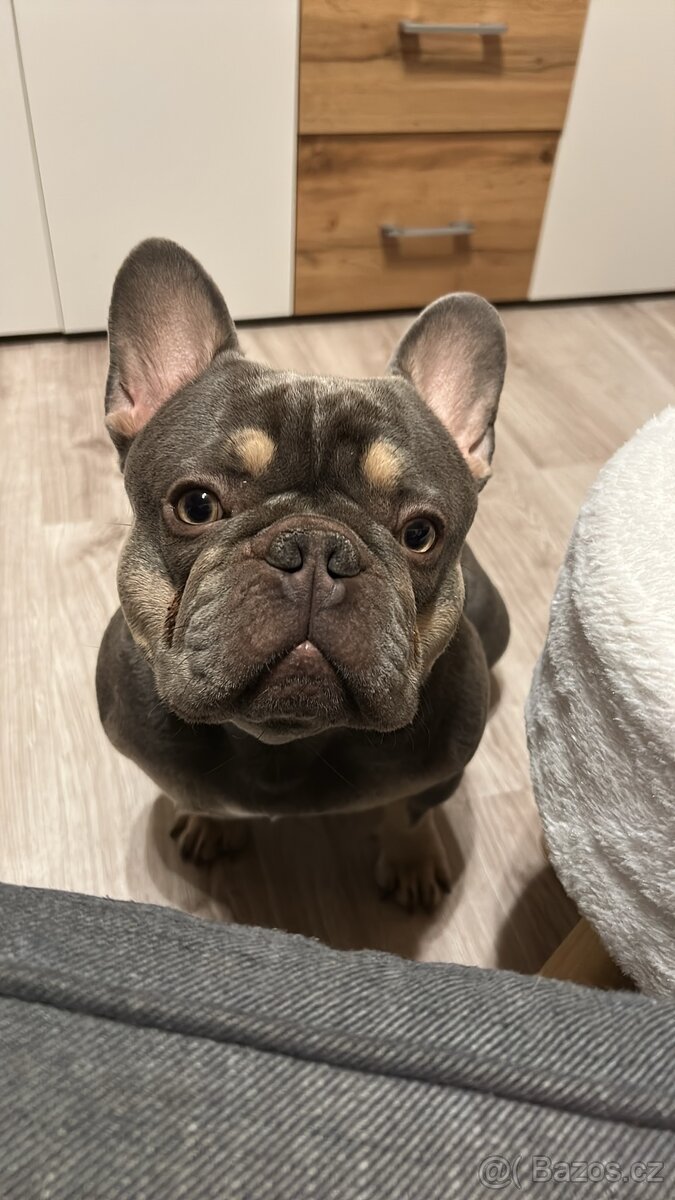 Francouzský buldoček ke krytí - 2