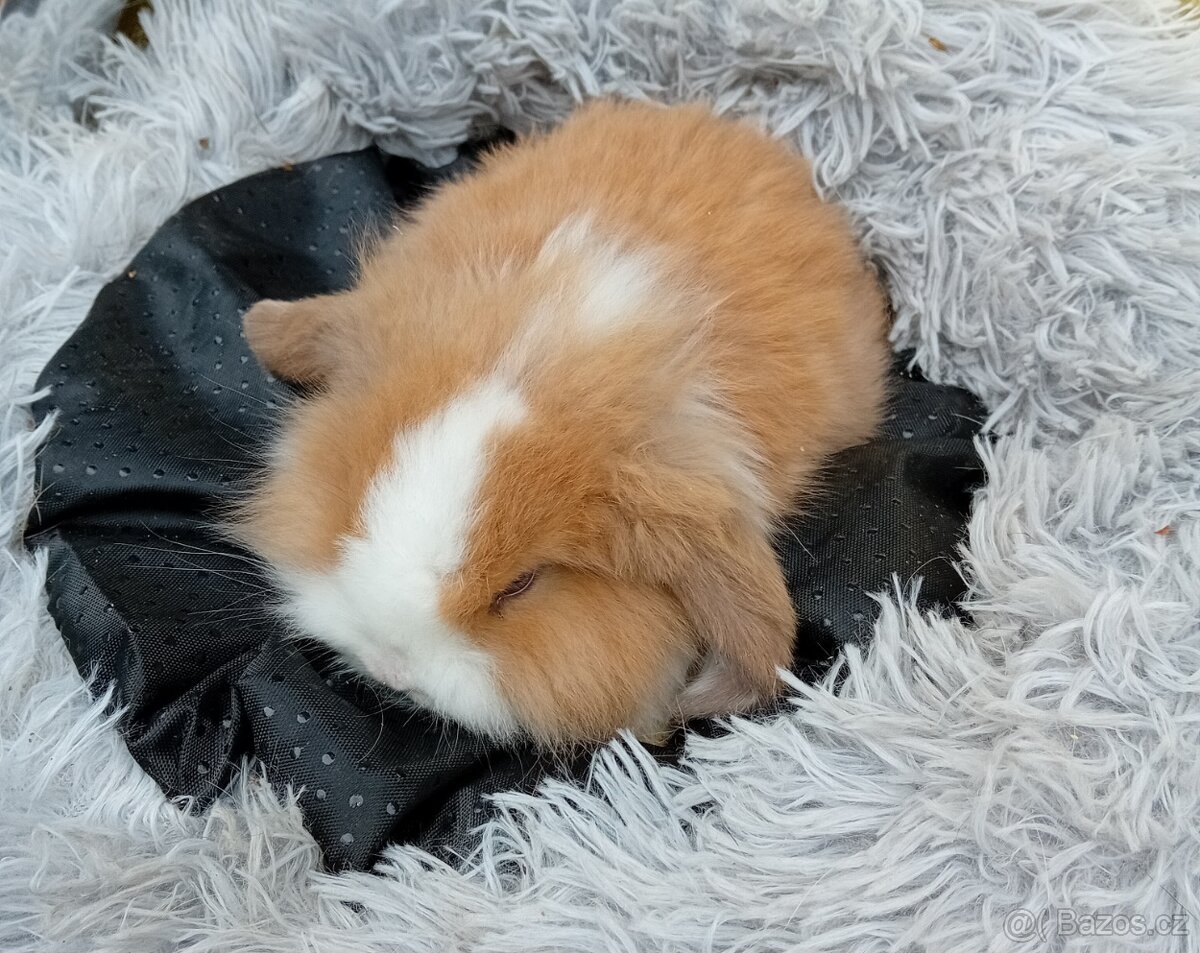 Zakrslý beránek F2 - 2