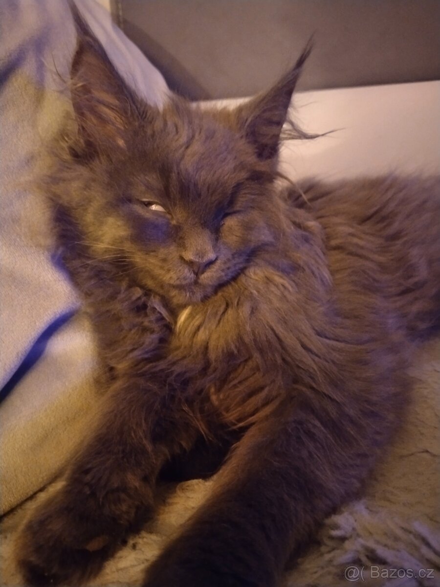 Kotě Mainská mývalí koťátka - 2