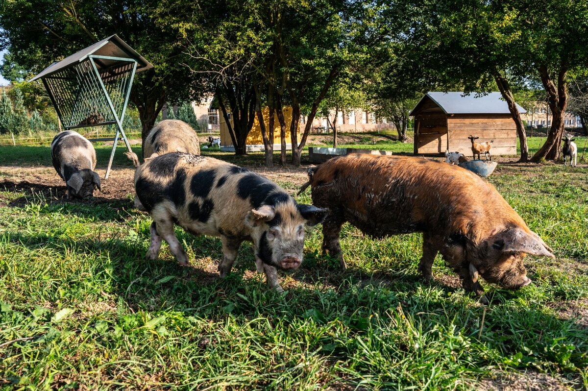 prasátka na grilovačku kune kune - 2