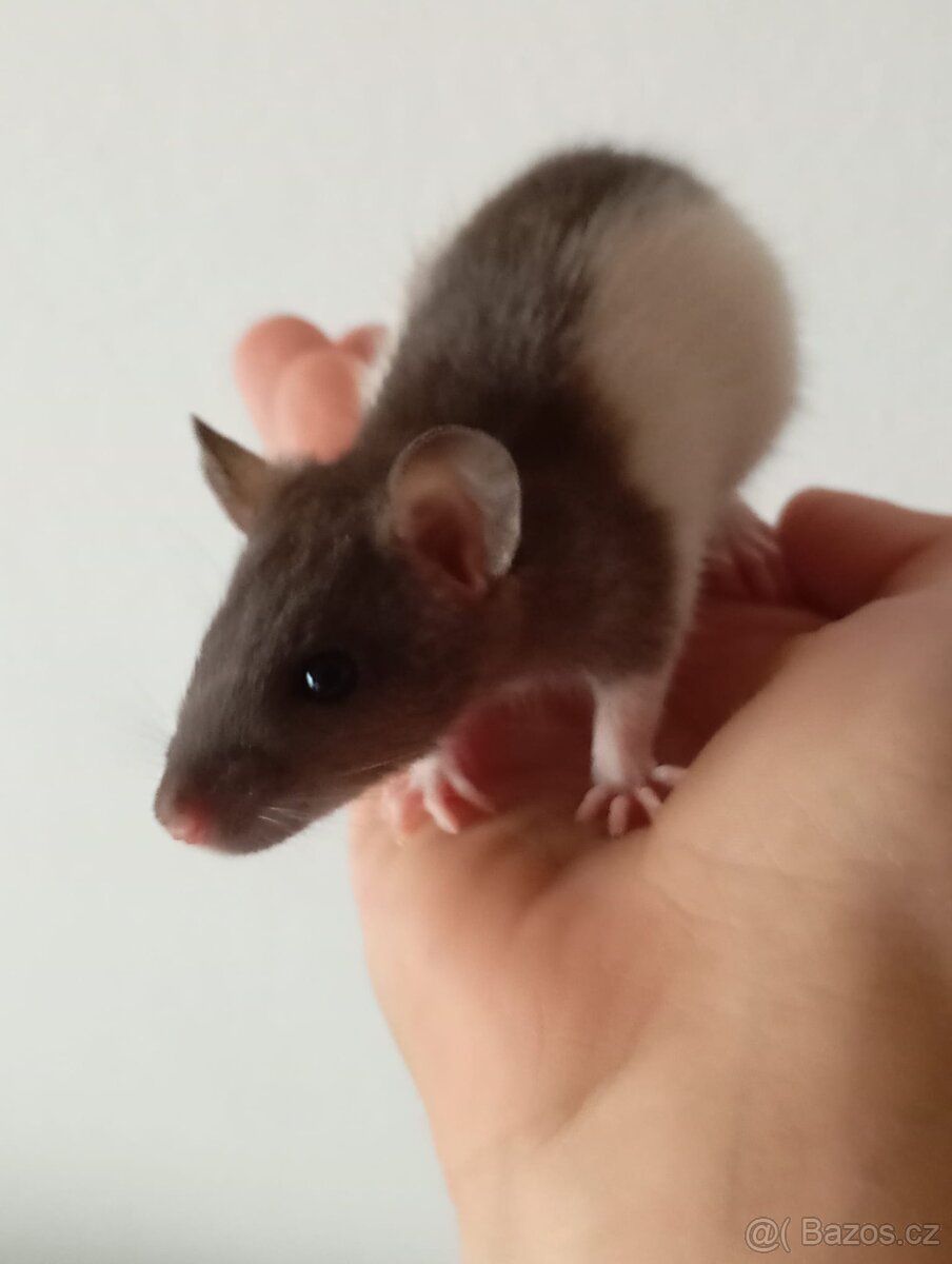 Mladí potkani - 2