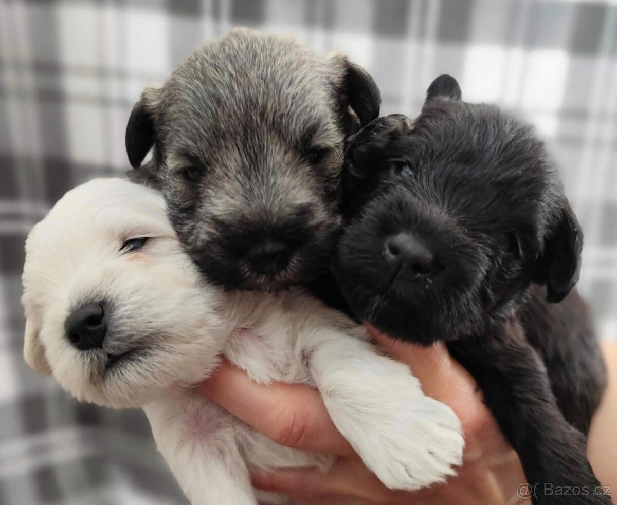 Knírač malý s PP - 2