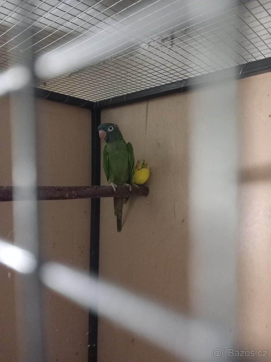 Aratinga dlouhoocasý - 2