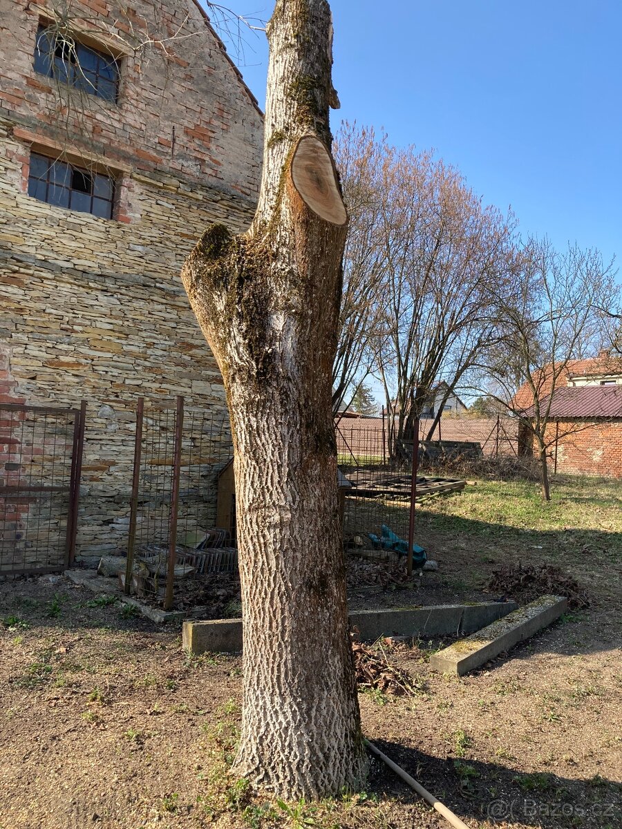 Kmeny ořechu - ořechové dřevo - 2