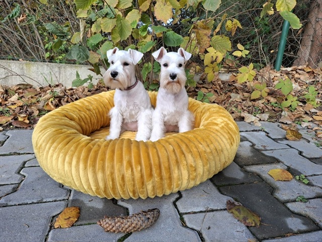 Knírač malý bílý - štěňátka s PP fenky - 2