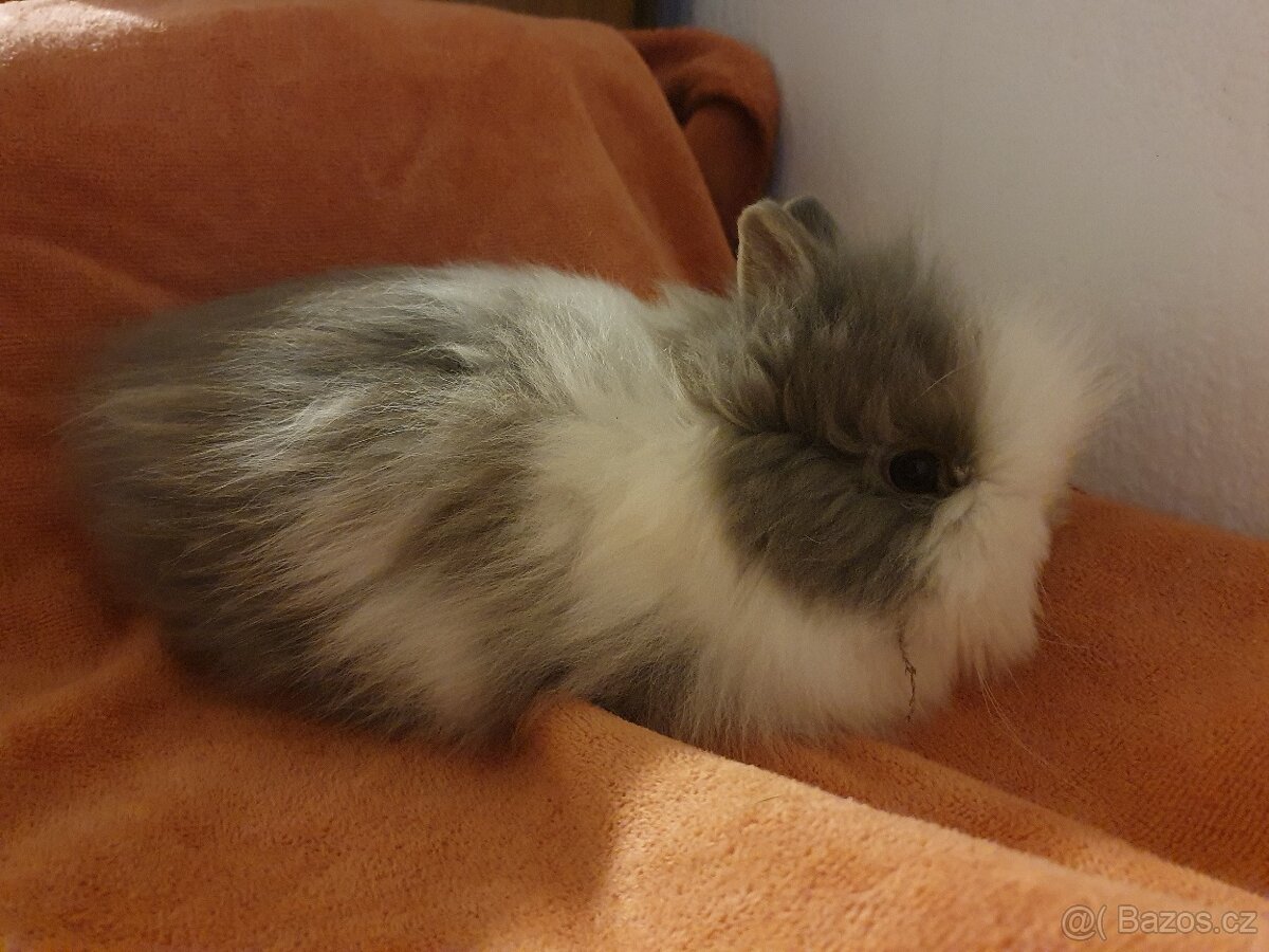 Teddy zakrslý králík - 2