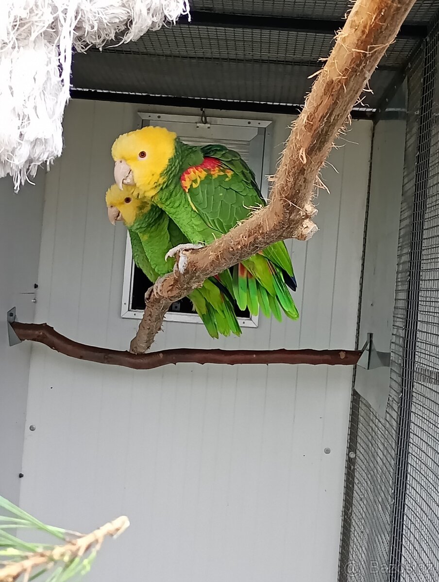 Amazoňan velký oratrix, - 2