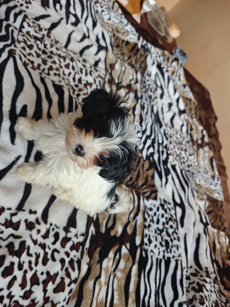 Biewer Jorkšírský Teriér - 2