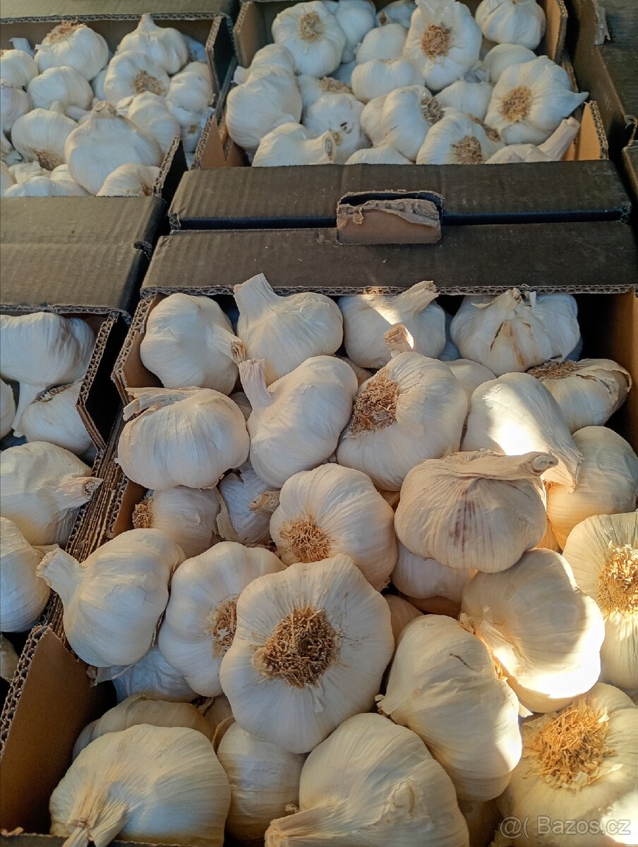 Česnek sadba - 2