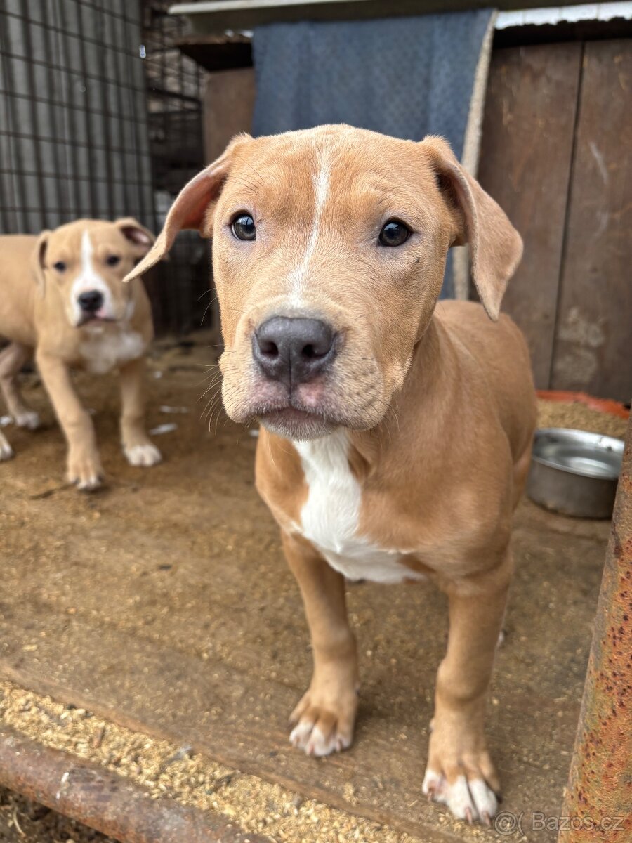 Americký stafordsirsky terier, Stafford, amstaf - 2