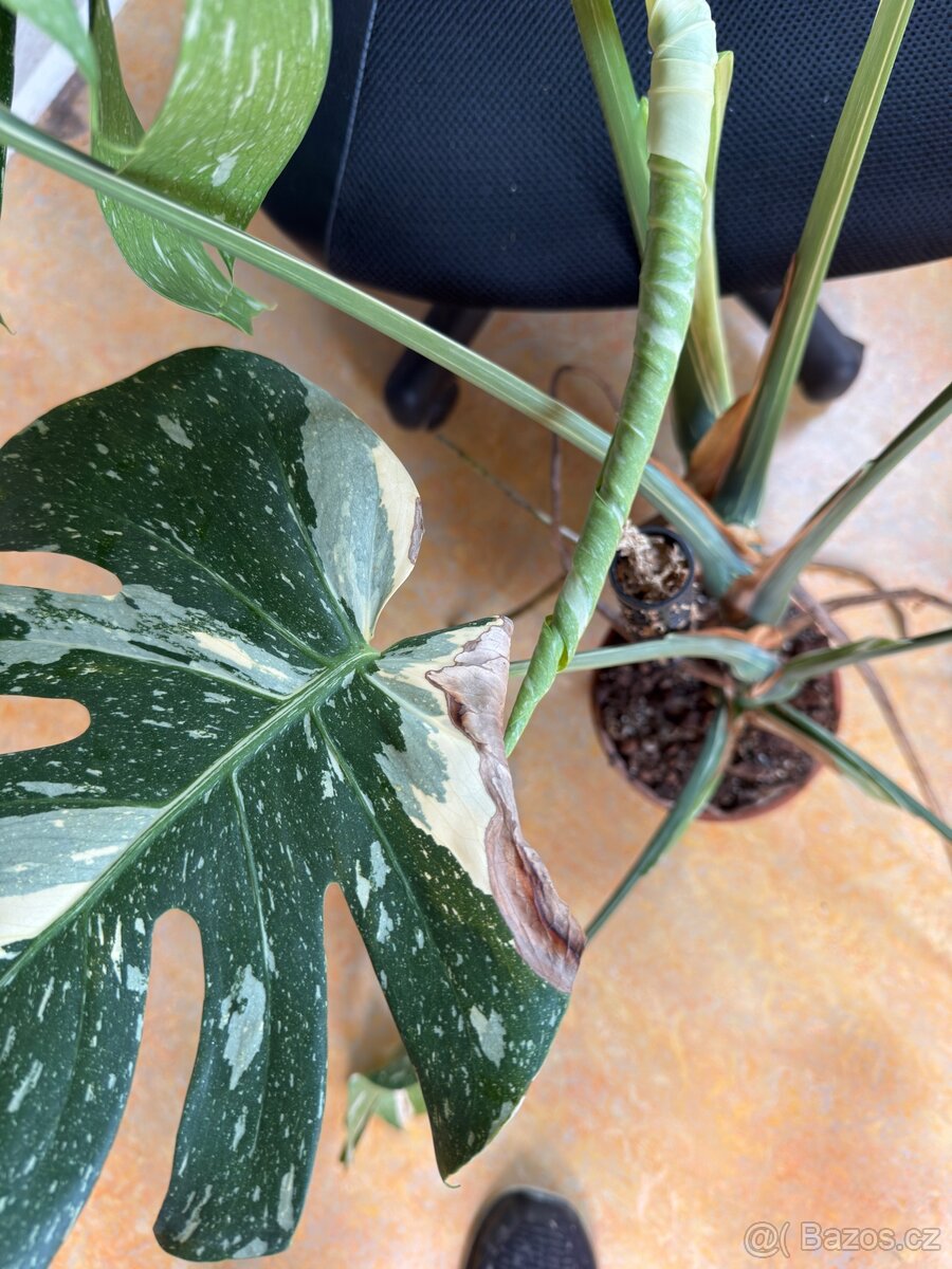 Monstera Thai constellation - 2