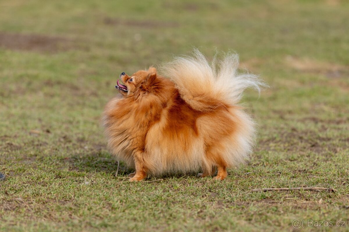 Pomeranian s PP - 2
