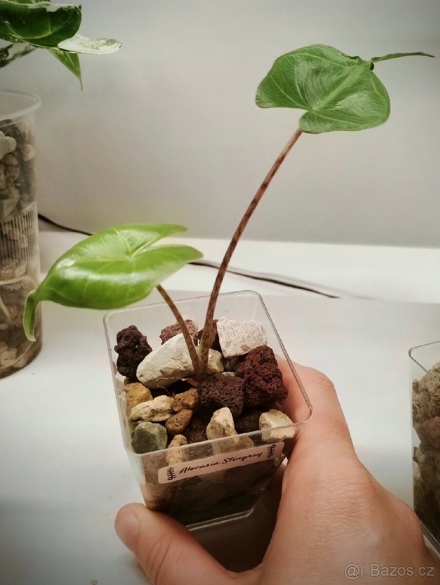 Alocasia Stingray - 2