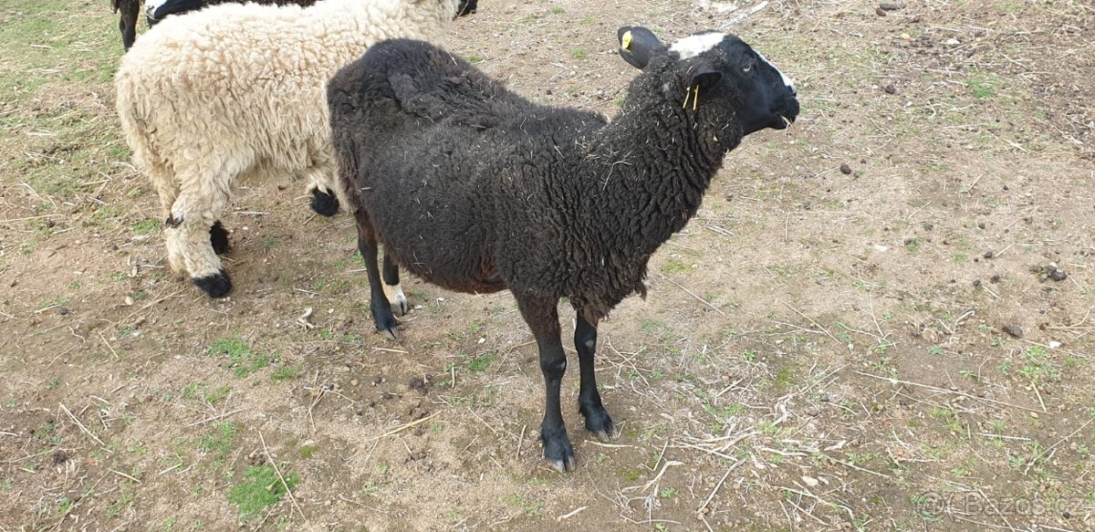 Ovce Zwartbles - 2