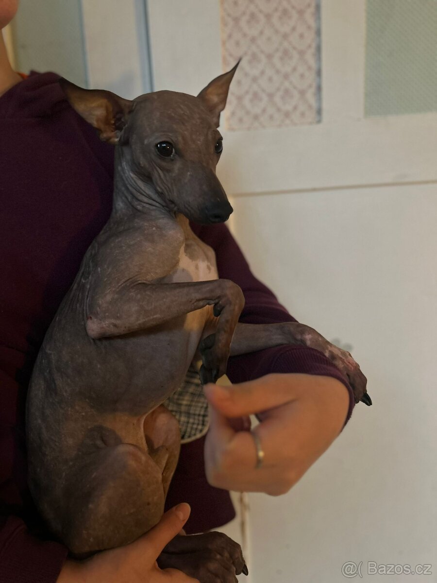 Americký bezsrstý teriér - 2