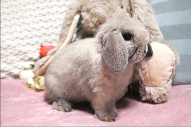 Zakrslý králíček - beránek MINILOP 💙 - 2