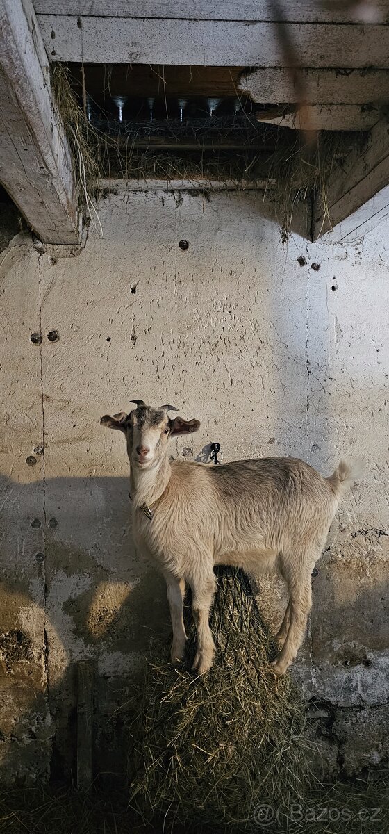 Prodám kozy - 2