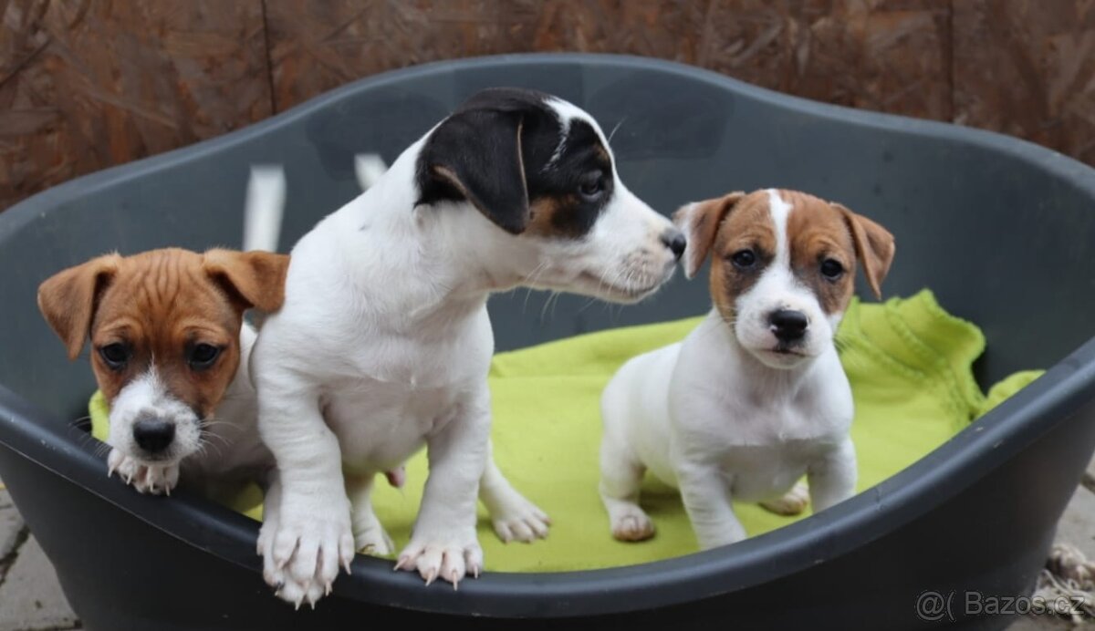 Jack Russell teriér - 2