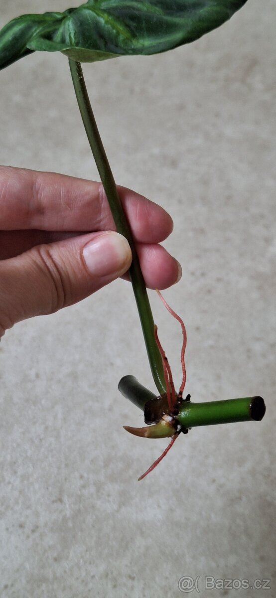 Philodendron verrucosum - 2