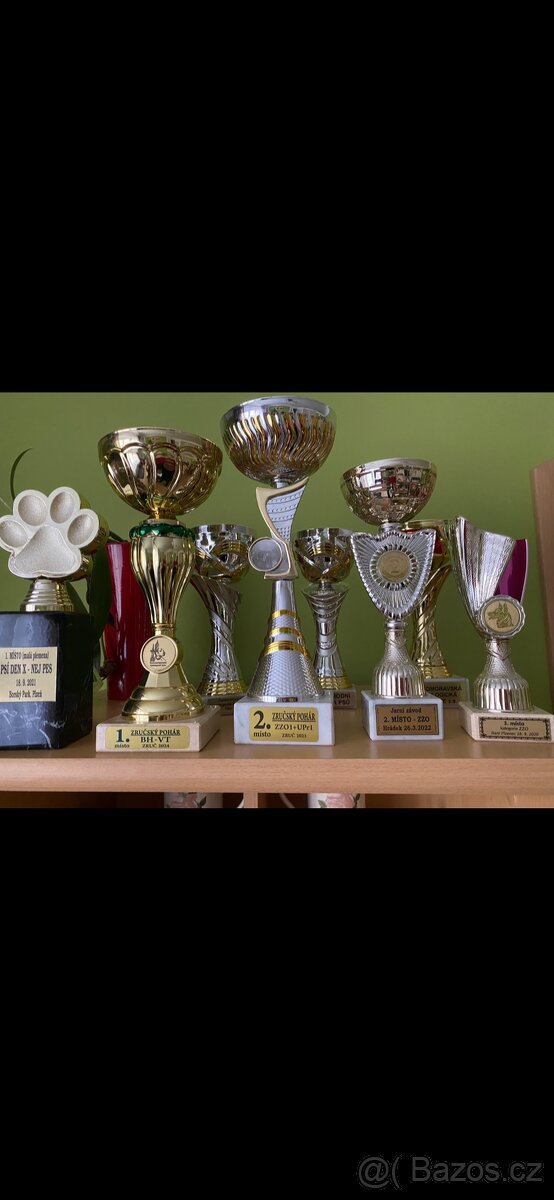 Knírač malý barevný - 2