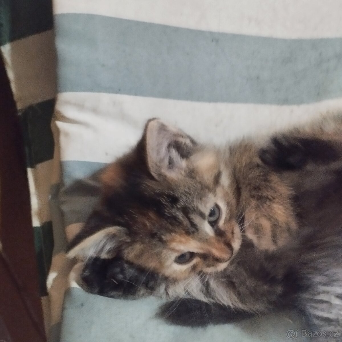 Daruji do dobrých rukou koťátka - 2