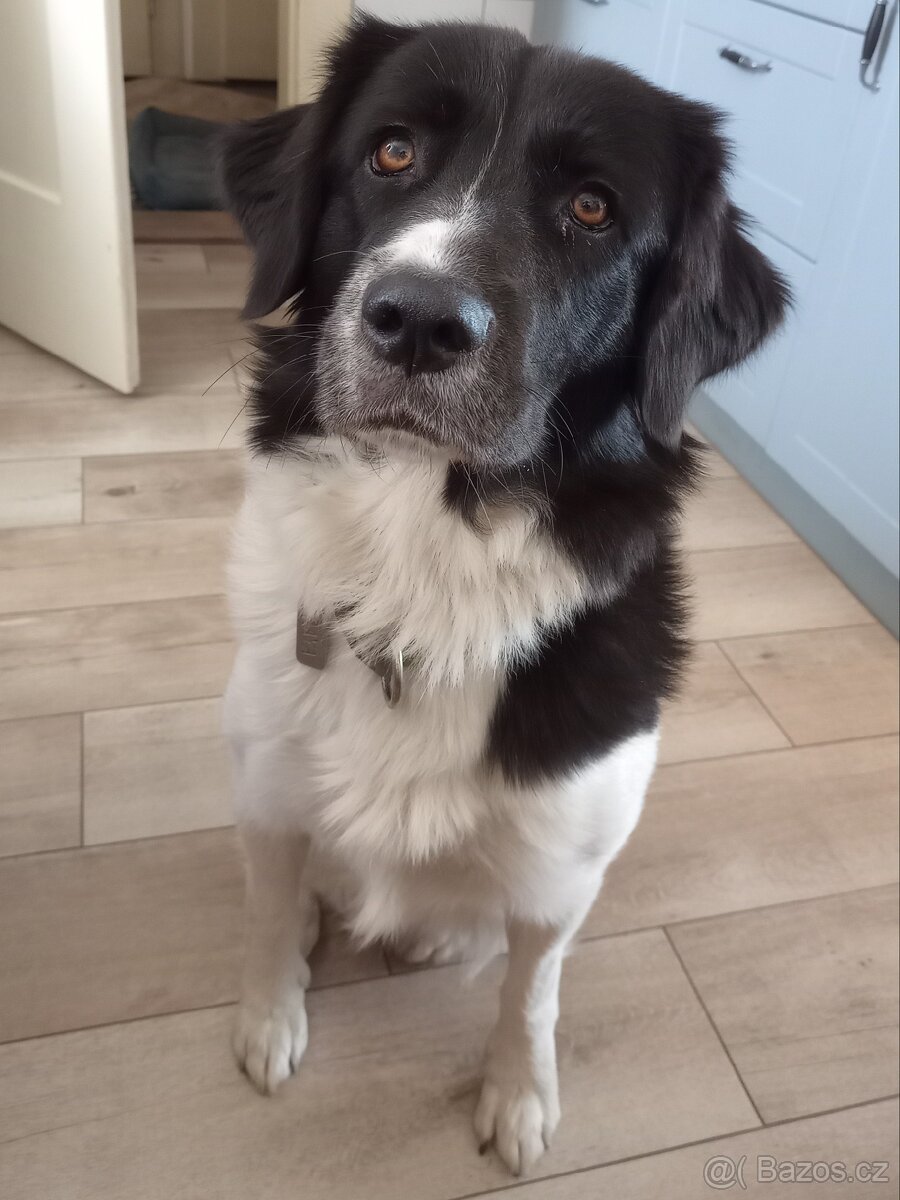 Český horský pes s PP - 2