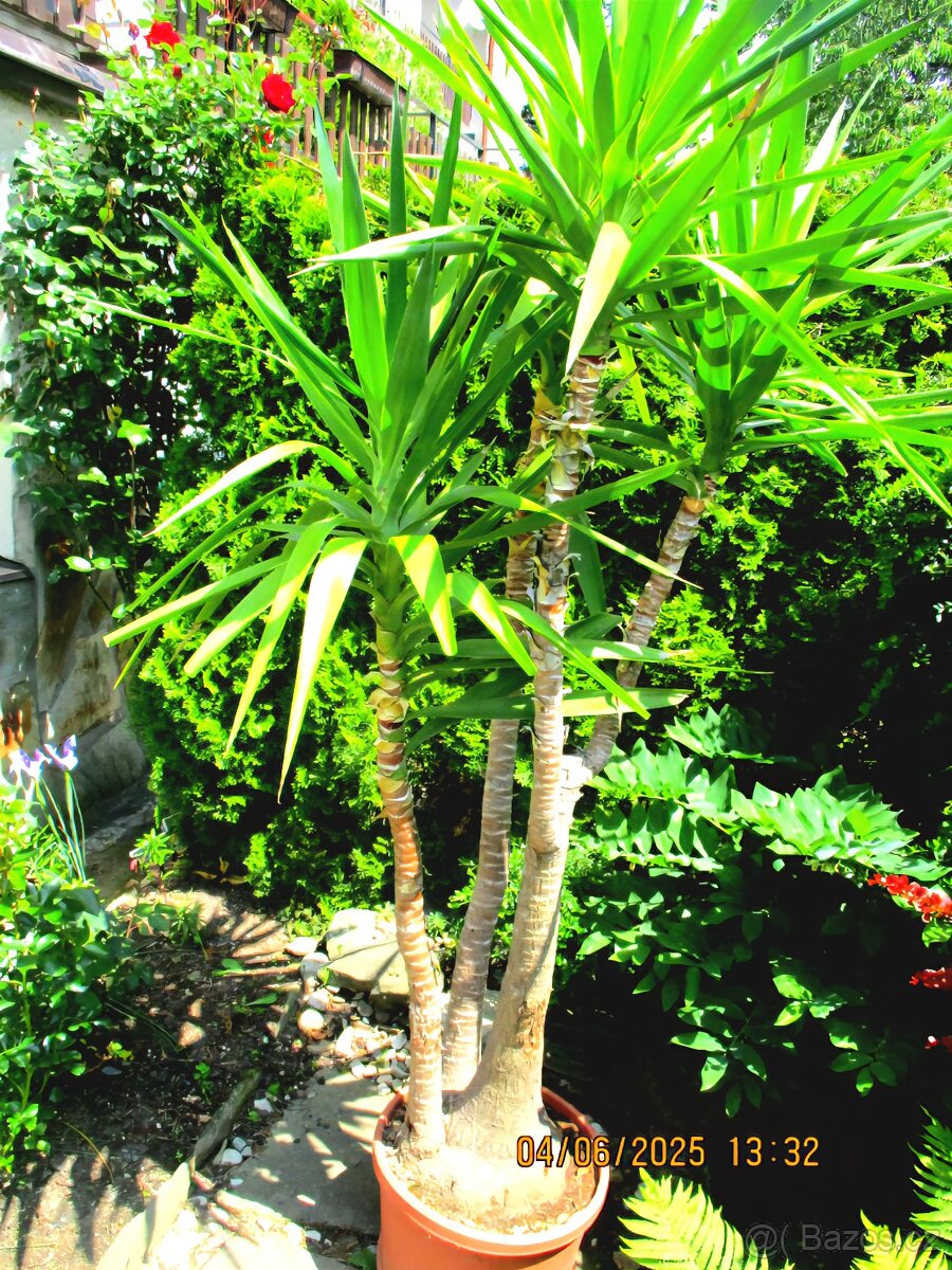 Vzrostlá pokojová juka - 2