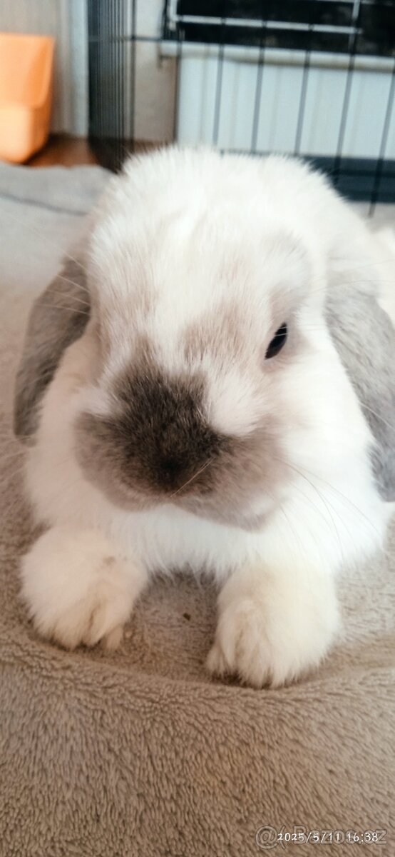 Mini Lop - 2