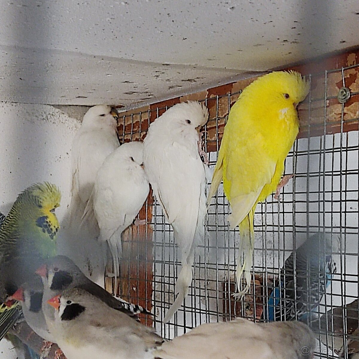 Výstavní andulky - 2