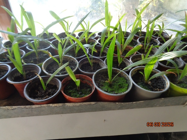 Mrazuvzdorná Palma konopná-palmičky - 2