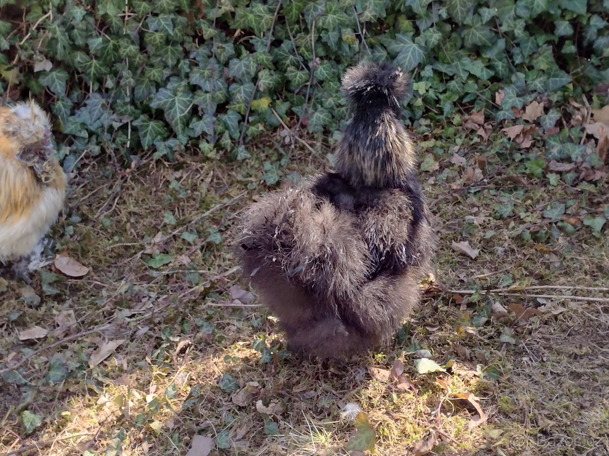 Hedvábnička zdrobnělá - 2