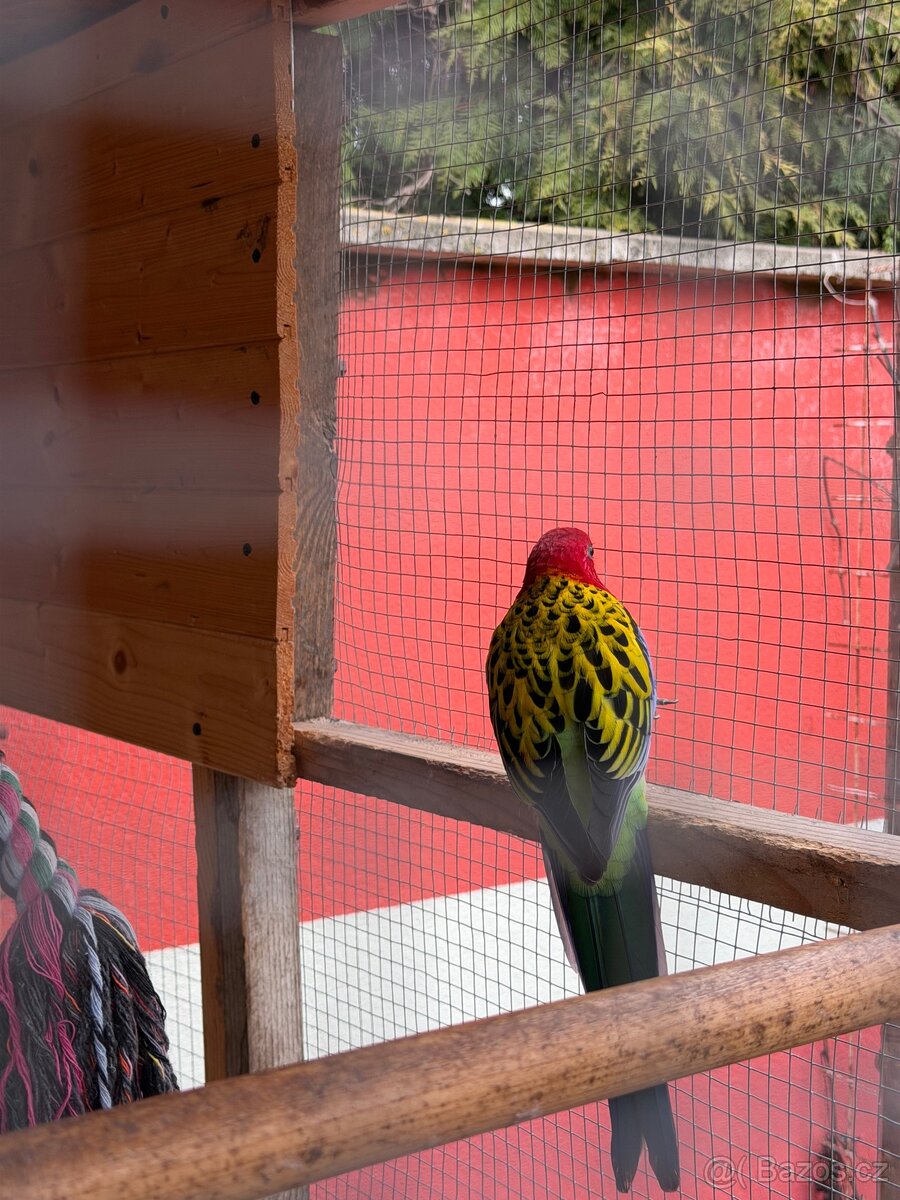 Prodám Rosela pestrá - 2