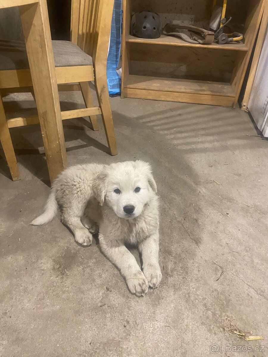 Štěňata - 2