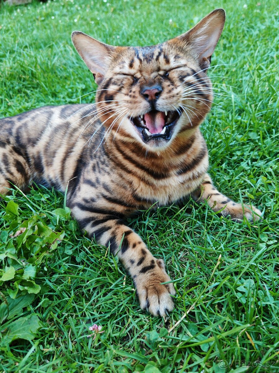 Bengálský kocour s PP. - 2