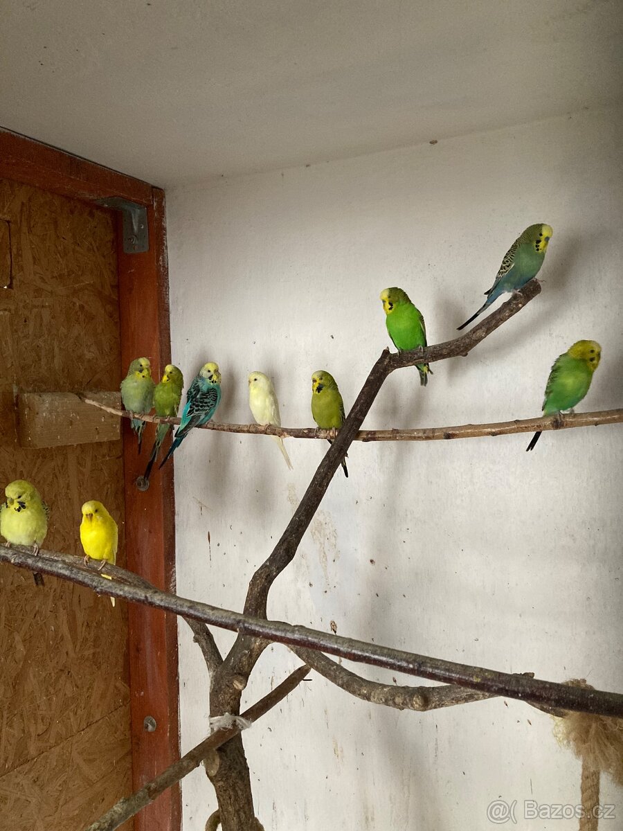 andulka , andulky - 2