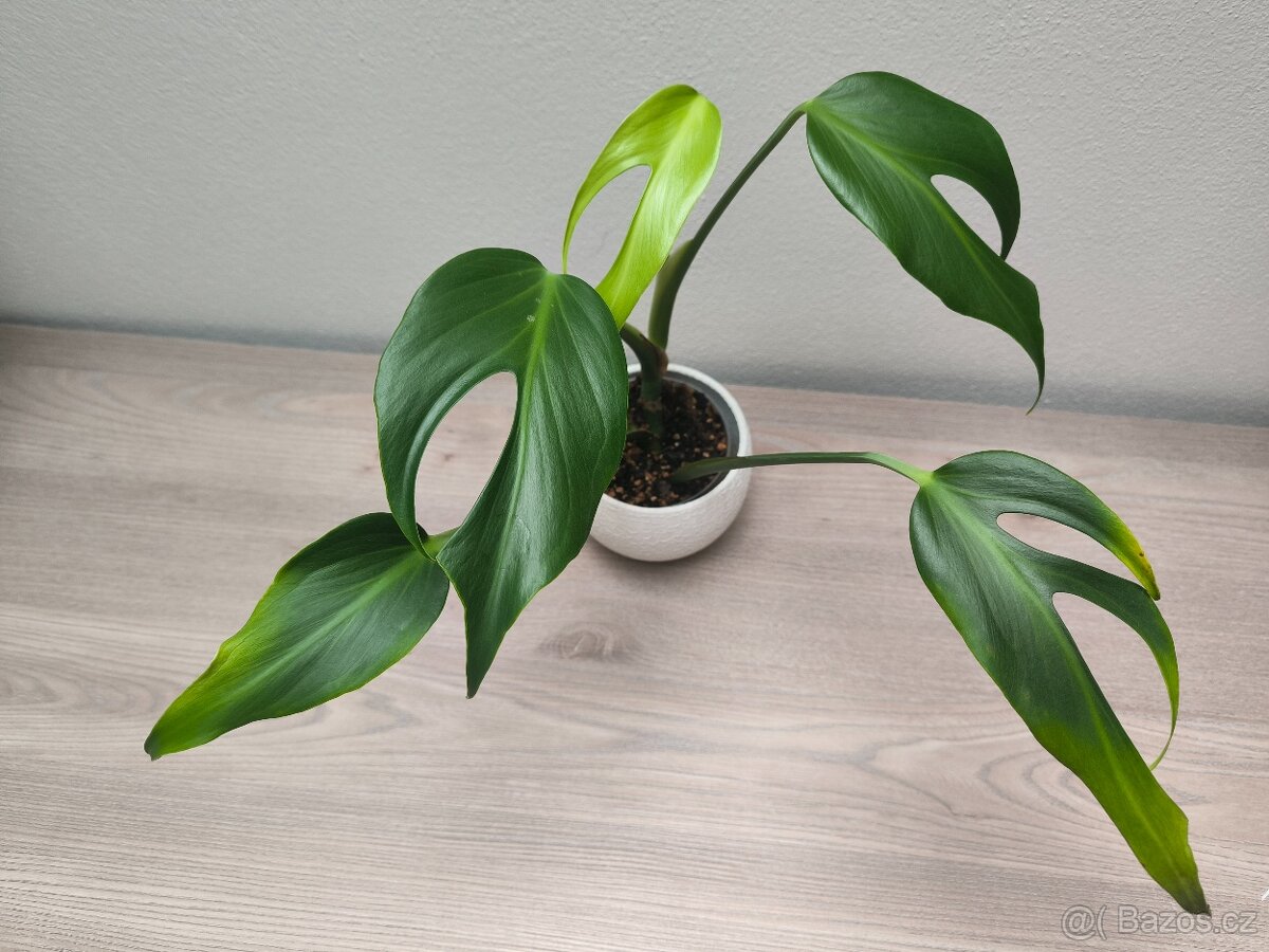 Monstera Burle Marx Flame - 2