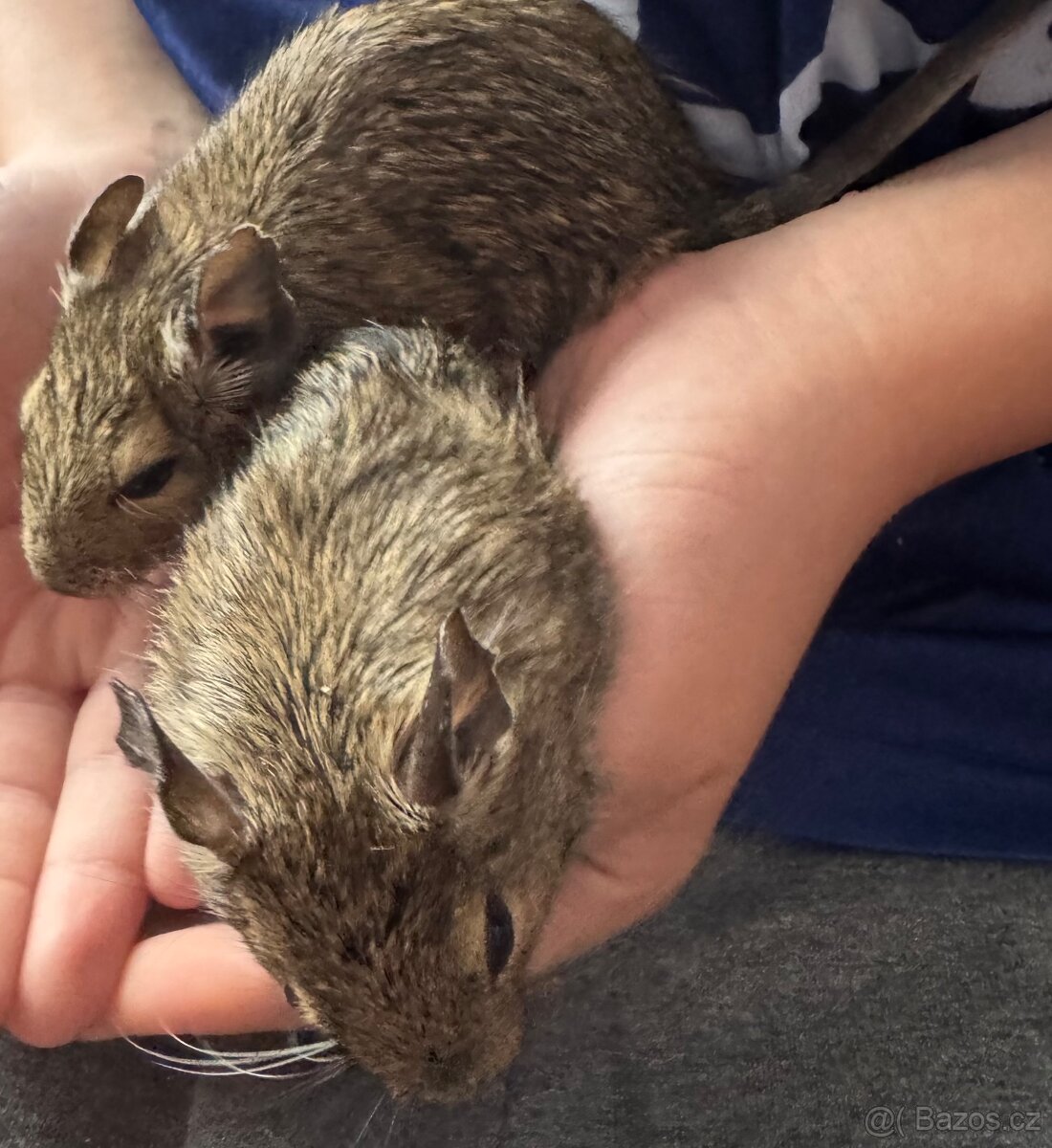 Osmáci degu - 2