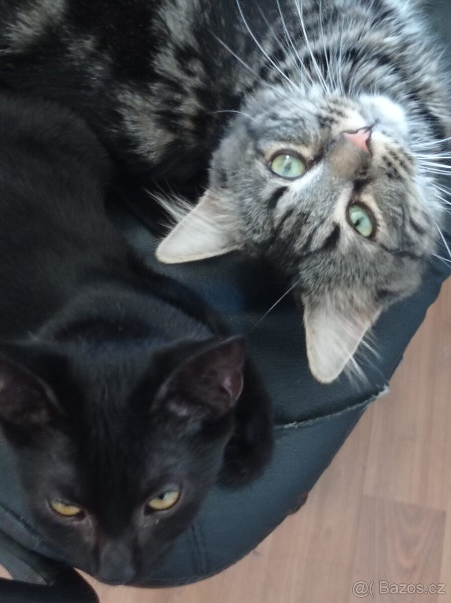 Nabízíme krásné koťátko - 2