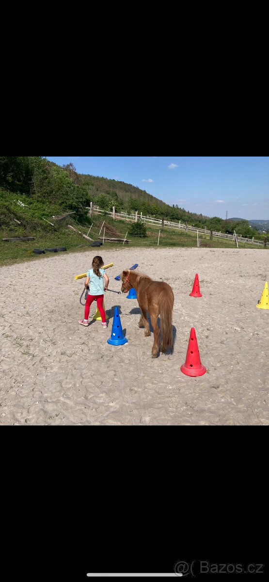 Prodám chovnou klisnu minihorse, american miniature horse - 2