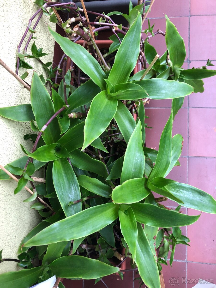 Kalisie voňavá sazenice a rostliny - 2