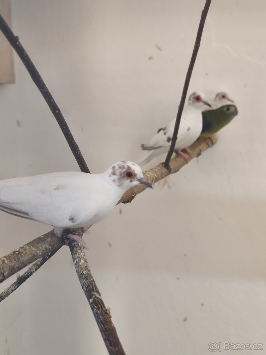 Holoubek diamantový - 2