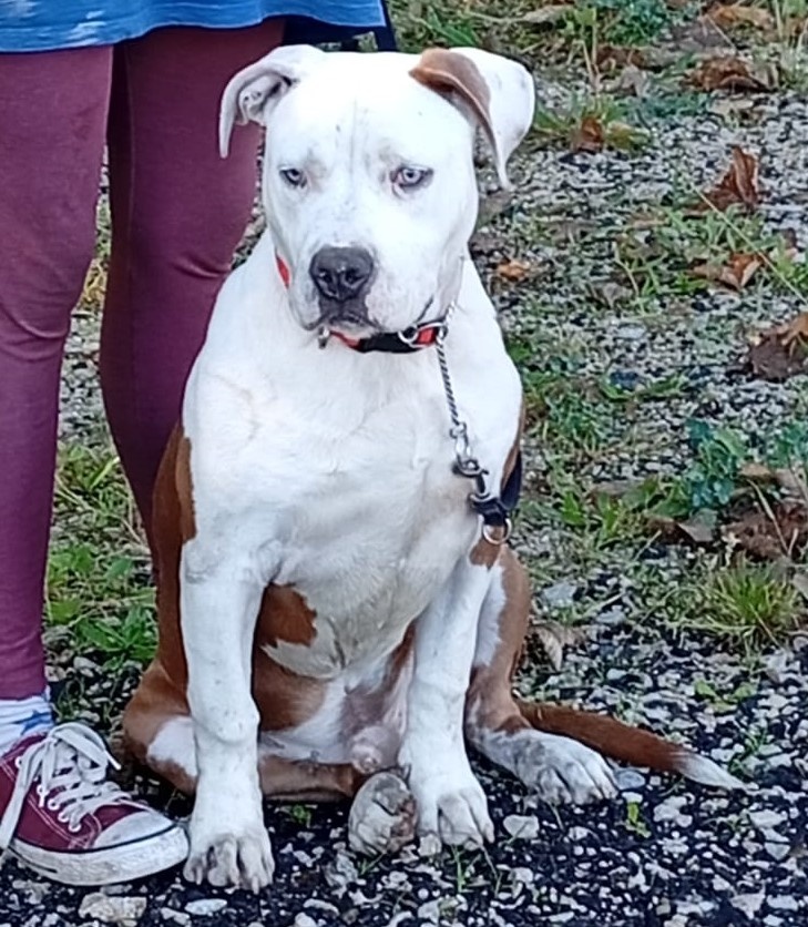 Americký Stafordšírský Teriér modrá a isabell št., s P.P. - 2